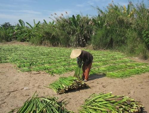 Explore CaiBe, ride to Xeo Quyt forest, overnight in Cao Lanh, visit Sadec flower village, see floating market in Can Tho