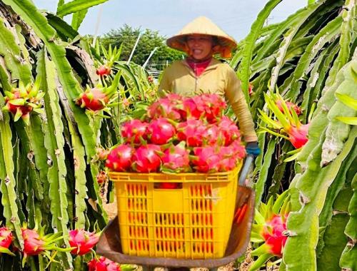 A day trip cycling through dragon fruit plantation, and My Tho, visit Vinh Trang Pagoda before return to Saigon
