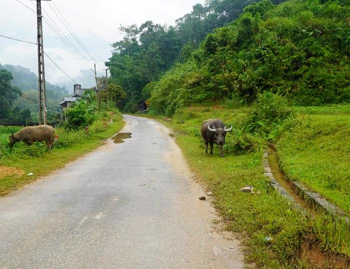 The Best Far North Vietnam Cycling Tour, explore Ha Giang, and Cao Bang with Vietnam Cycling Tours