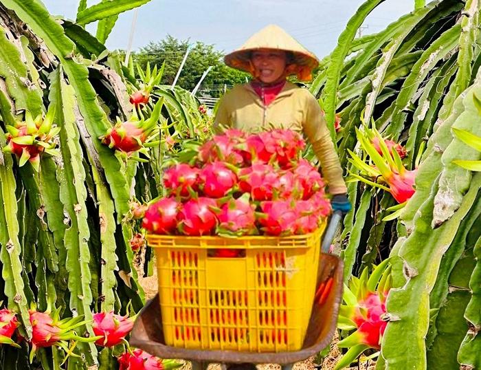 A day trip cycling through dragon fruit plantation, and My Tho, visit Vinh Trang Pagoda before return to Saigon