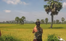 Cambodia's rice paddy fields