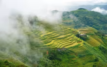 Rice terraced fields in Ha Giang