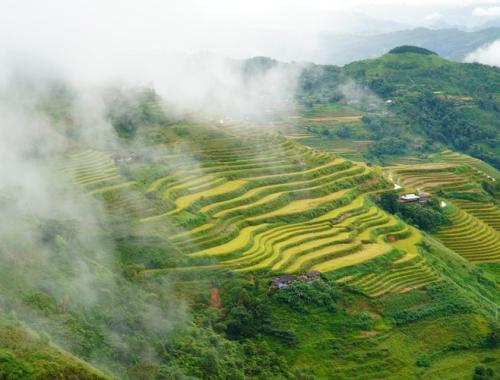 Rice terraced fields in Ha Giang