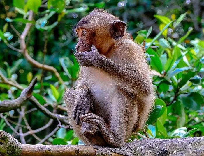 Explore Can Gio Mangrore Forest by Bike & Canoe