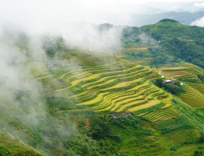 Rice terraced fields in Ha Giang