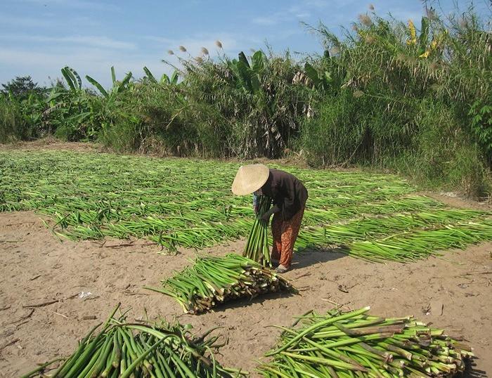 Explore CaiBe, ride to Xeo Quyt forest, overnight in Cao Lanh, visit Sadec flower village, see floating market in Can Tho