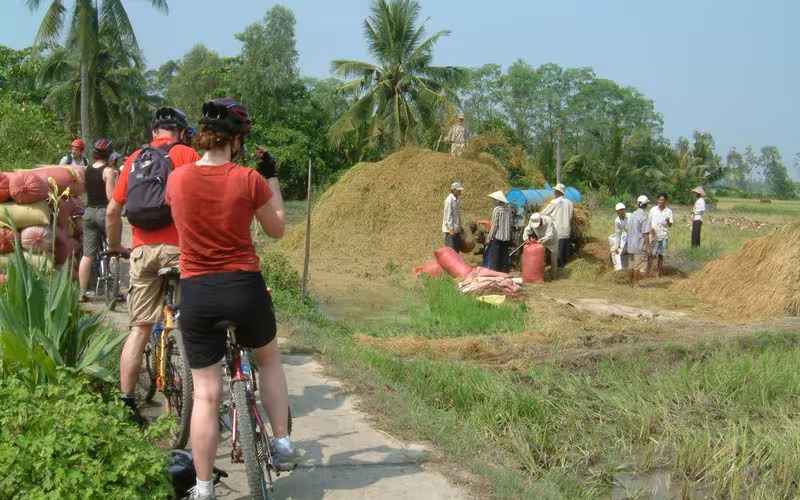 Rice harvesting in a delta region